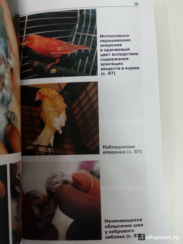 Иллюстрация 7 из 9 для Болезни декоративных птиц - Дорис Квинтен | Лабиринт - книги. Источник: Свиридова  Виктория
