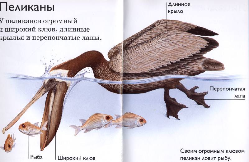 Иллюстрация 12 из 12 для Птицы - Дениз Райан | Лабиринт - книги. Источник: РИВА