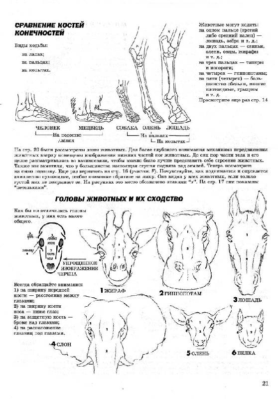 Иллюстрация 13 из 41 для Как рисовать животных - Джек Хамм | Лабиринт - книги. Источник: Юта