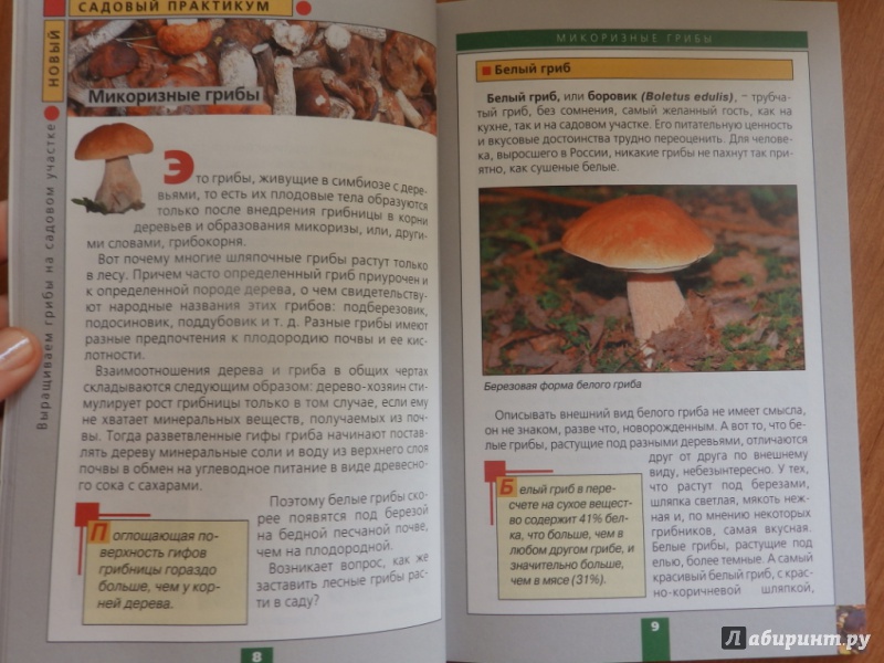 Иллюстрация 5 из 5 для Выращиваем грибы на садовом участке - Федор Карпов | Лабиринт - книги. Источник: товарищ маузер