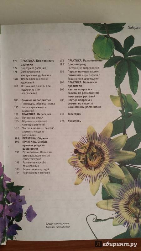 Иллюстрация 4 из 6 для Цветы в доме. Цветы в доме. Все о 200 самых популярных комнатных растениях - Рехт, Маркманн, Хайнц | Лабиринт - книги. Источник: Наталья Исаева