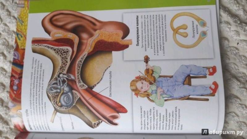 Иллюстрация 42 из 52 для Детский атлас анатомии - Винченцо Гуиди | Лабиринт - книги. Источник: Филатова Светлана