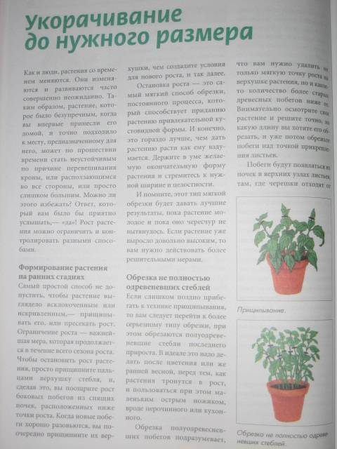 Иллюстрация 4 из 9 для Все о комнатных растениях. Луковичные растения | Лабиринт - книги. Источник: МЕГ
