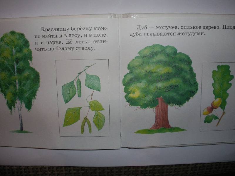 Иллюстрация 4 из 6 для Растения и животные - Инна Светлова | Лабиринт - книги. Источник: Tiger.