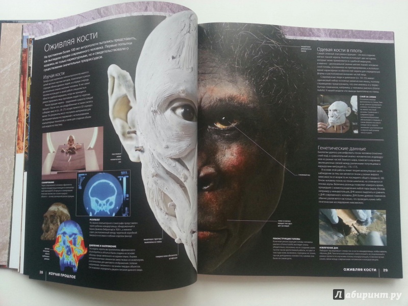 Иллюстрация 30 из 36 для Происхождение человека. Эволюция - Элис Робертс | Лабиринт - книги. Источник: VALERIYA
