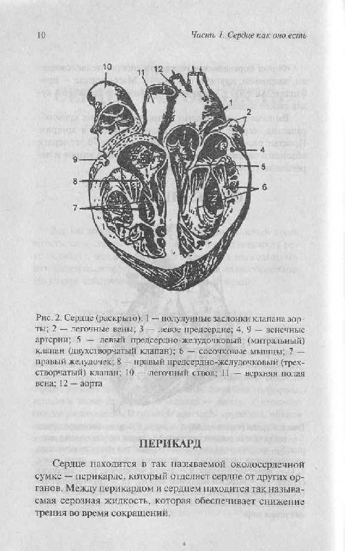 Иллюстрация 16 из 16 для Энциклопедия: Здоровое сердце | Лабиринт - книги. Источник: Милада