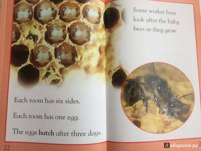 Иллюстрация 5 из 7 для Mac Fact Read. Busy as a Bee - Louise Caroll | Лабиринт - книги. Источник: Хмара  Мария Михайловна