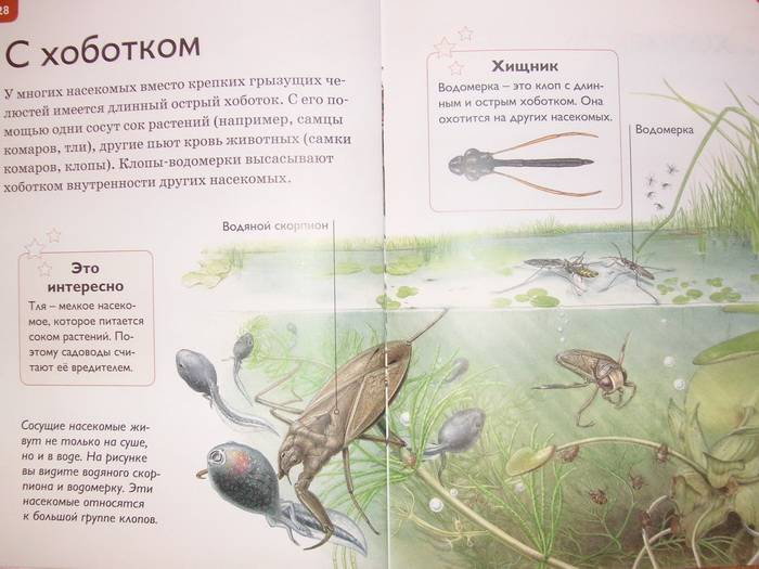 Иллюстрация 6 из 25 для Мир насекомых - Роберт Коуп | Лабиринт - книги. Источник: Бойкова  Светланка
