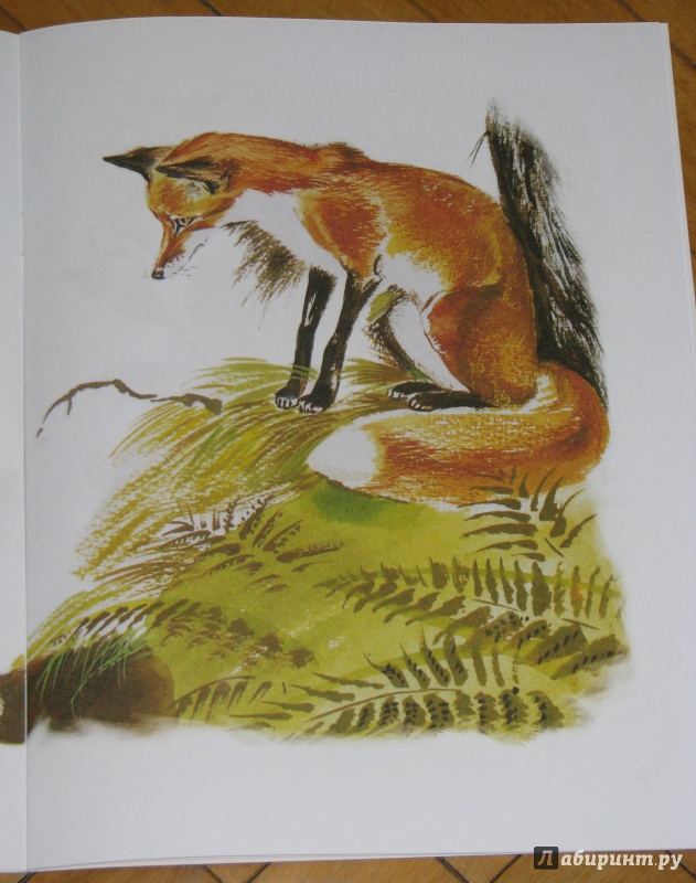 Иллюстрация 17 из 34 для Как лиса в лесу живёт - Вера Чаплина | Лабиринт - книги. Источник: Штерн  Яна