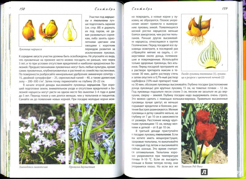 Иллюстрация 15 из 16 для Новый календарь цветовода - Луиза Китаева | Лабиринт - книги. Источник: mayra