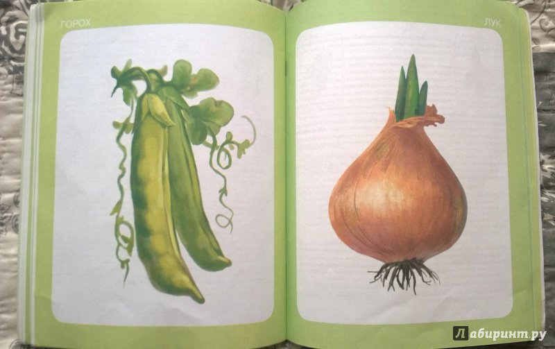 Иллюстрация 15 из 31 для Тематический словарь в картинках: Мир растений и грибов. Фрукты. Овощи | Лабиринт - книги. Источник: Elena15ros