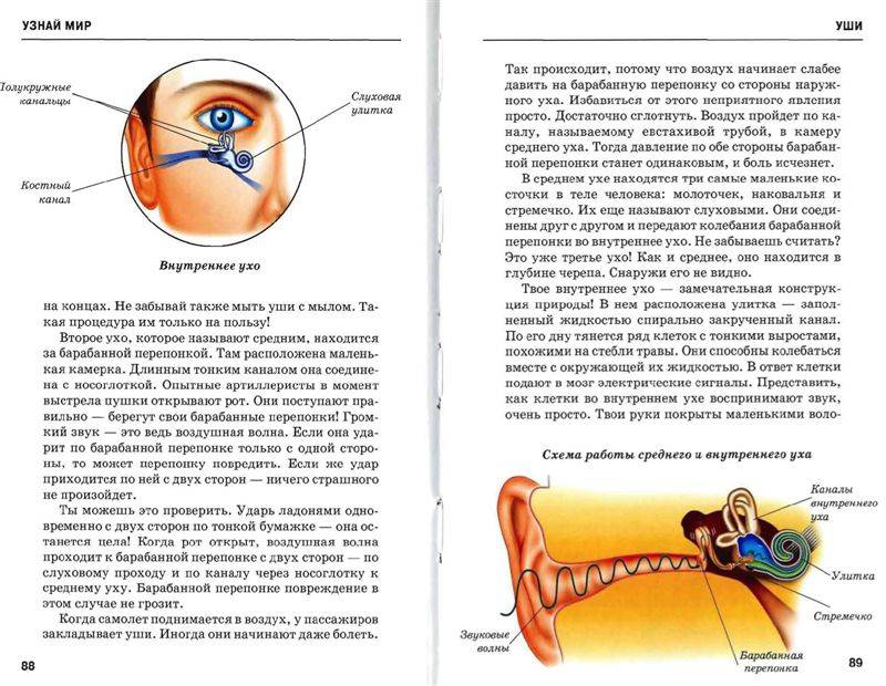 Иллюстрация 28 из 47 для Анатомия человека - Сергей Афонькин | Лабиринт - книги. Источник: Юта