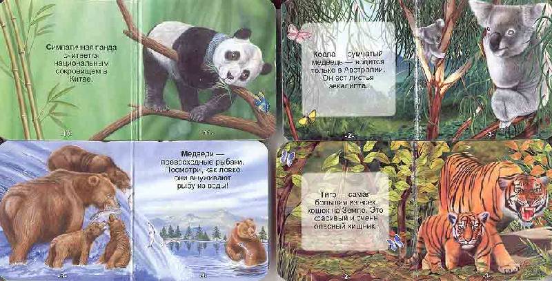 Иллюстрация 17 из 17 для Животные. Чудо-коробочка | Лабиринт - книги. Источник: Белый Кролик