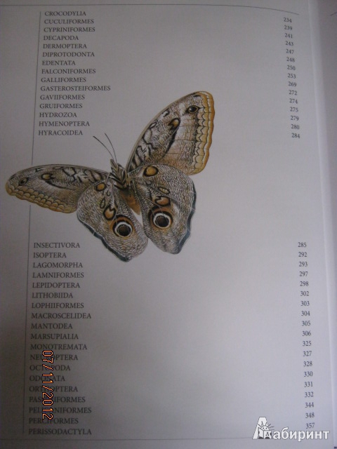 Иллюстрация 3 из 27 для Мегаэнциклопедия. Животные | Лабиринт - книги. Источник: Евгения39