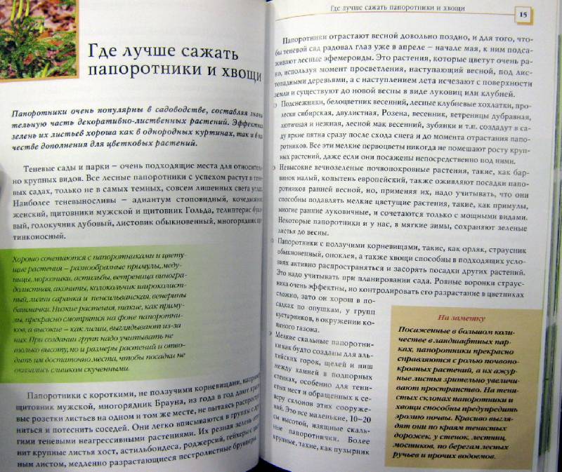 Иллюстрация 3 из 4 для Папоротники для сада - Татьяна Коновалова | Лабиринт - книги. Источник: Спанч Боб