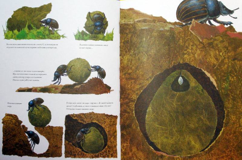 Иллюстрация 13 из 32 для Гнезда, норы и горшки. Как насекомые заботятся о потомстве - Анне Меллер | Лабиринт - книги. Источник: Валерия