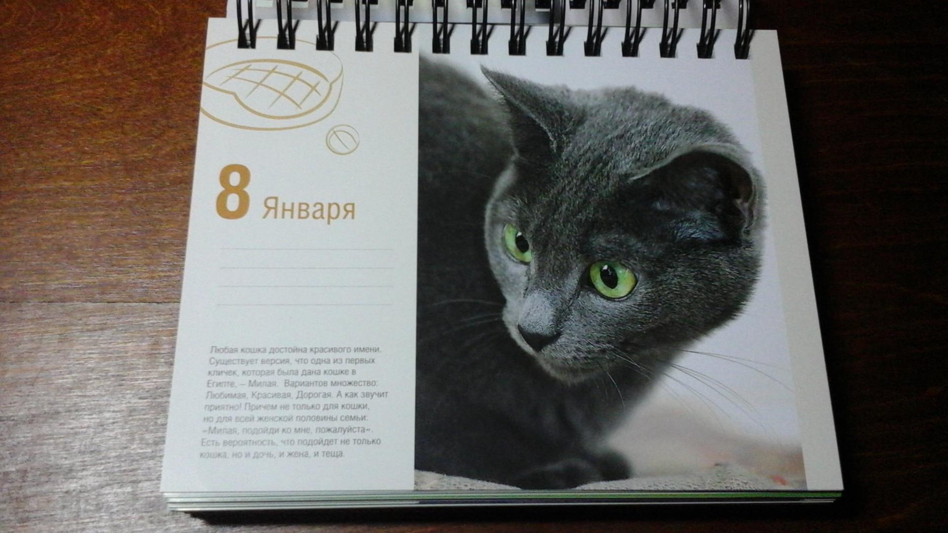 Иллюстрация 32 из 37 для Календарь "Котики. Лучшие кото-фото. 365 дней в году", универсальный - Евгения Гюнтер | Лабиринт - сувениры. Источник: ЛиС-а