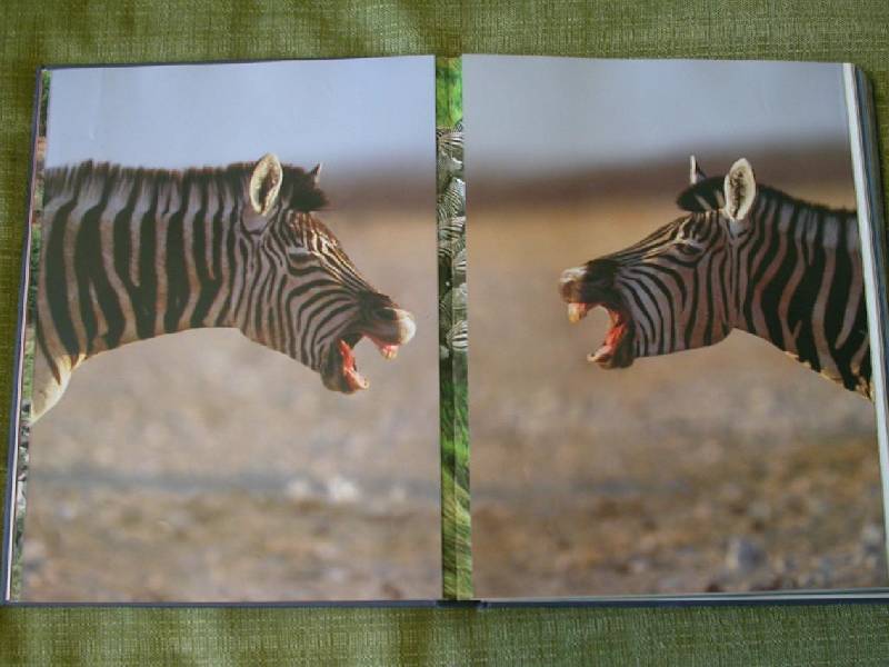 Иллюстрация 10 из 64 для Животные. Живая природа глазами фотографа - Стив Блум | Лабиринт - книги. Источник: 3N
