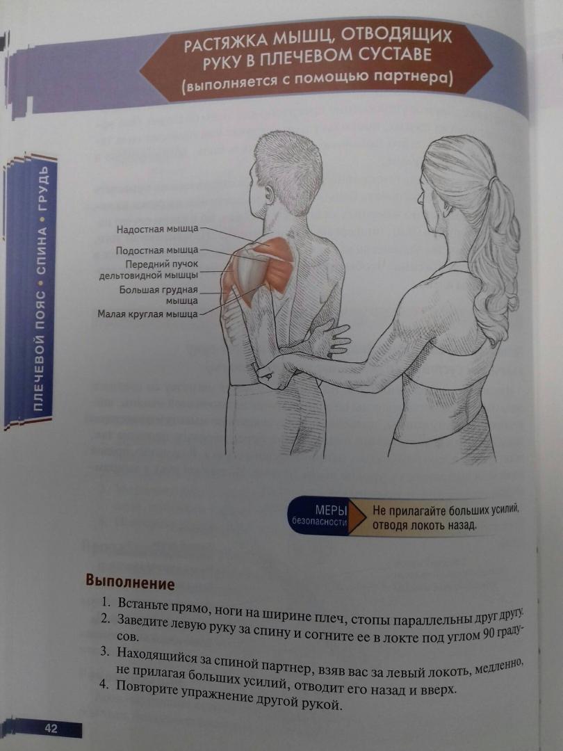 Иллюстрация 62 из 73 для Анатомия упражнений на растяжку - Нельсон, Кокконен | Лабиринт - книги. Источник: Степанов  Борис