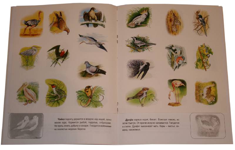 Иллюстрация 3 из 5 для Птицы. Книжка с наклейками | Лабиринт - книги. Источник: *Мария*