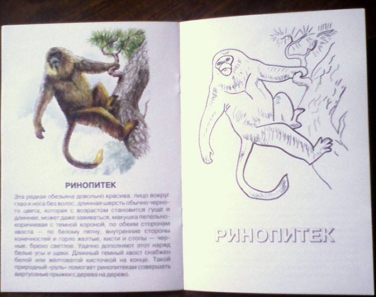 Иллюстрация 2 из 2 для Сыч мохноногий. Животный мир Азии | Лабиринт - книги. Источник: Бривух
