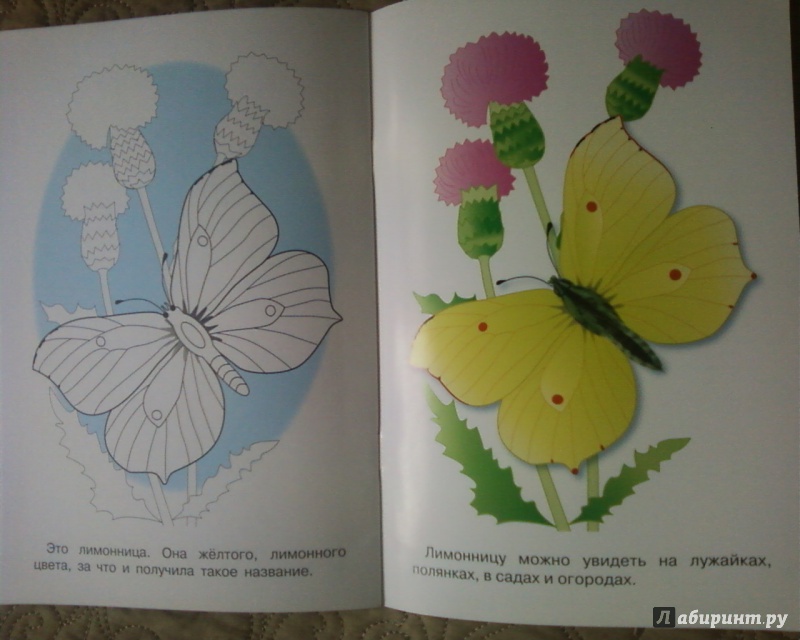Иллюстрация 15 из 24 для Раскраска. Бабочки | Лабиринт - книги. Источник: Родионова  Надежда
