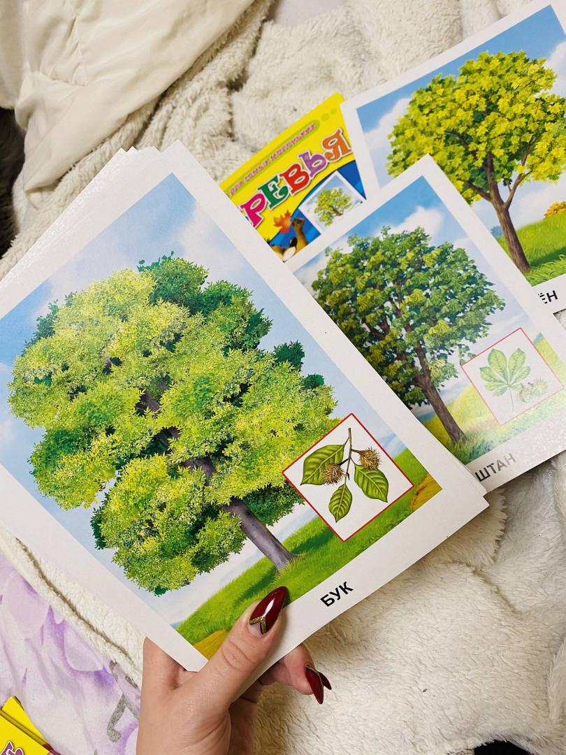Иллюстрация 17 из 25 для Обучающие карточки. Деревья | Лабиринт - игрушки. Источник: Kalinyuk  Yuliya