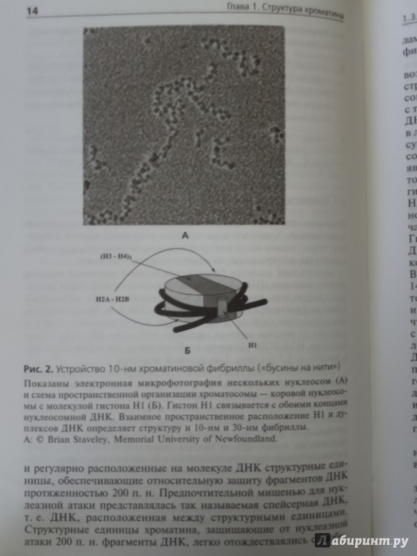 Иллюстрация 17 из 19 для Хроматин. Упакованный геном - Разин, Быстрицкий | Лабиринт - книги. Источник: Салус