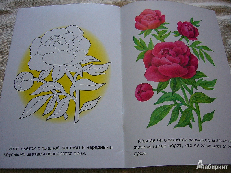 Иллюстрация 11 из 17 для Раскраска. Садовые цветы | Лабиринт - книги. Источник: Nika