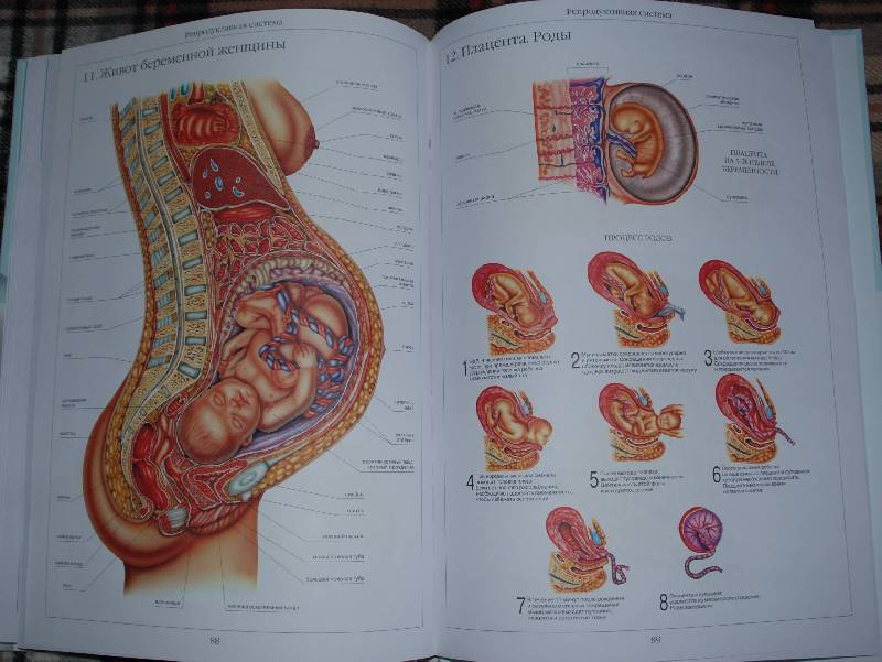 Иллюстрация 27 из 58 для Атлас анатомии человека | Лабиринт - книги. Источник: МаRUSя
