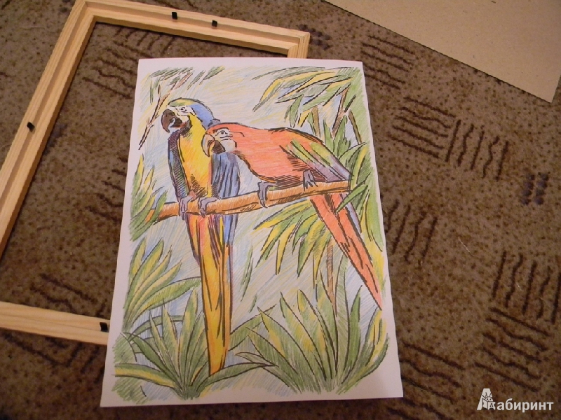 Иллюстрация 9 из 10 для Раскраска цветными карандашами: Попугайчики (Рн020) | Лабиринт - игрушки. Источник: Раскова  Юлия