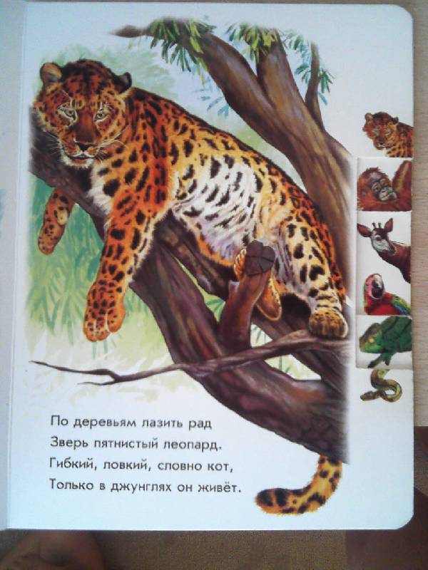 Иллюстрация 6 из 19 для В джунглях - Олеся Квитка | Лабиринт - книги. Источник: Irbis