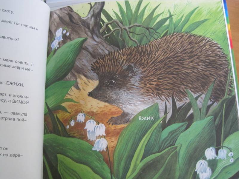 Иллюстрация 18 из 19 для Лесные животные и ежик Шуня - Татьяна Рик | Лабиринт - книги. Источник: НаташкаVip