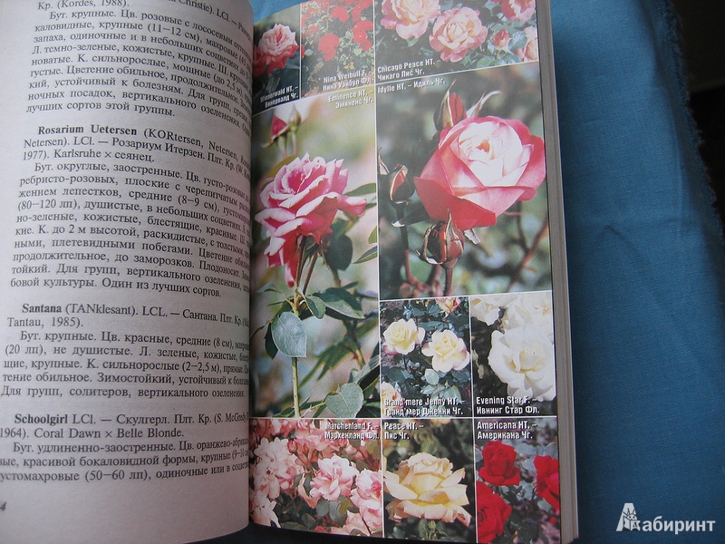 Иллюстрация 7 из 10 для Розы - Любовь Бумбеева | Лабиринт - книги. Источник: Костина  Светлана Олеговна