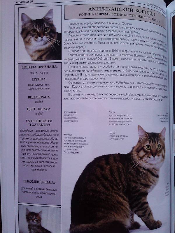 Иллюстрация 37 из 39 для Все о породах кошек - Джульетта Мей | Лабиринт - книги. Источник: Leisured