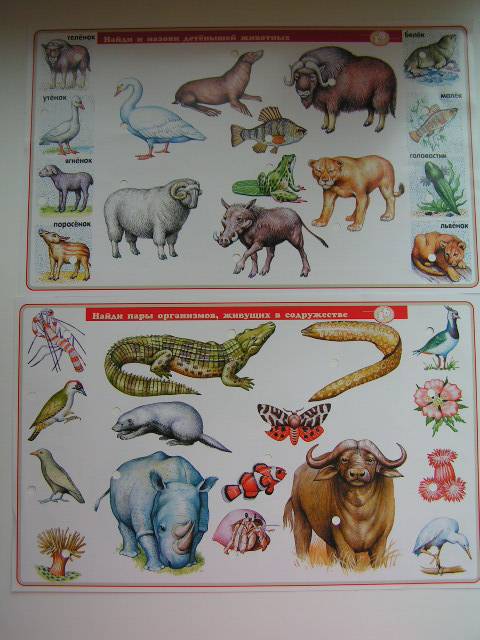 Иллюстрация 7 из 14 для В мире животных. Для детей 7-12 лет. Электровикторина | Лабиринт - игрушки. Источник: ИринаИ