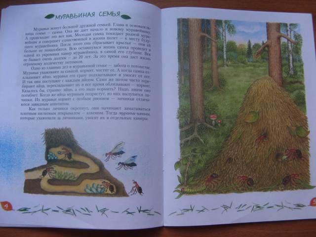 Иллюстрация 3 из 24 для Кто в муравейнике живет: книга для чтения детям - Александр Тамбиев | Лабиринт - книги. Источник: varta