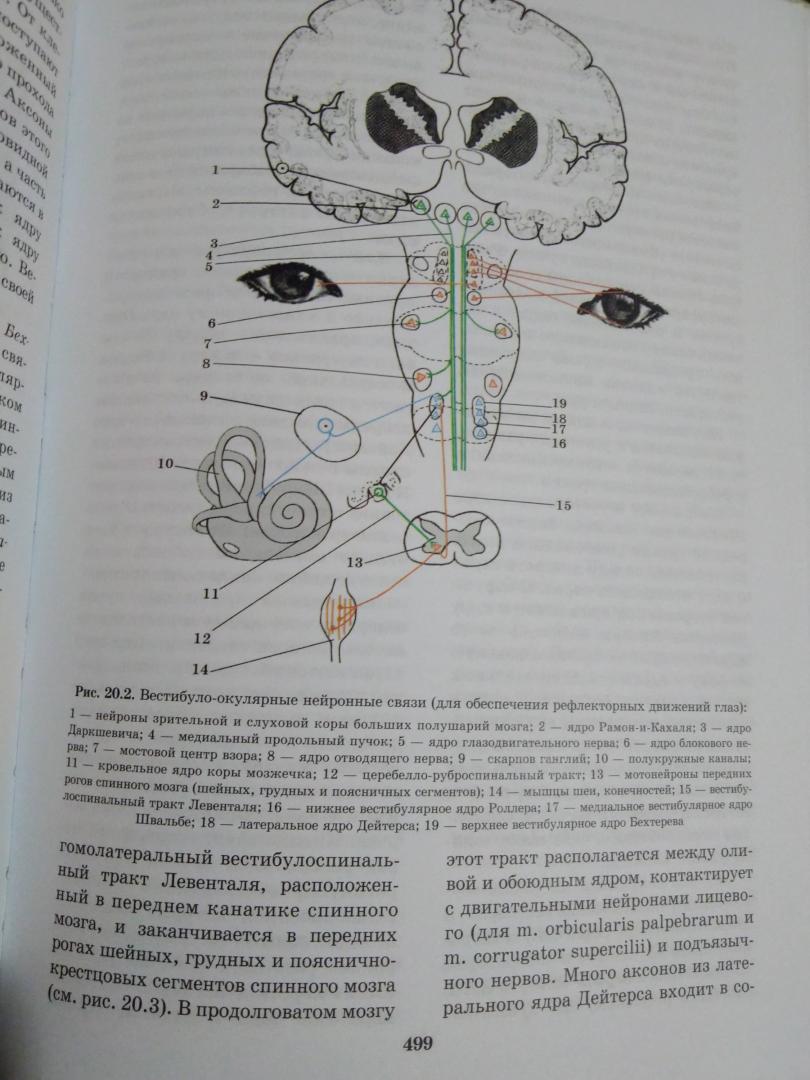 Иллюстрация 9 из 17 для Топическая диагностика заболеваний нервной системы. Руководство для врачей - Скоромец, Скоромец, Скоромец | Лабиринт - книги. Источник: Кsena