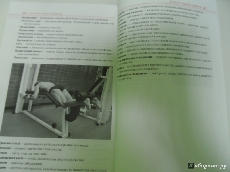 Иллюстрация 18 из 33 для Спортивная анатомия - Торстен Герке | Лабиринт - книги. Источник: Брежнева  Инга
