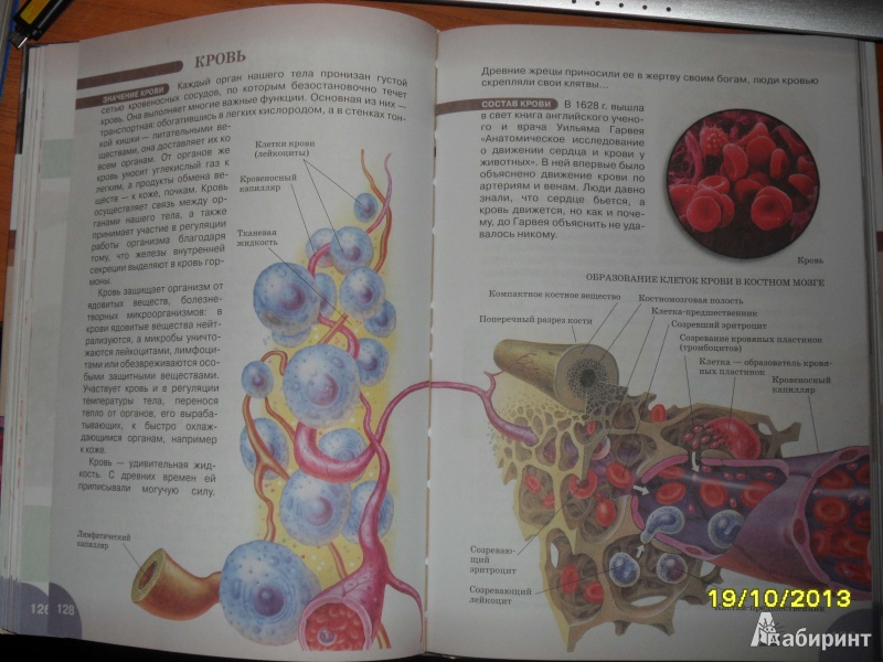 Биология 8 класс учебник параграф 40