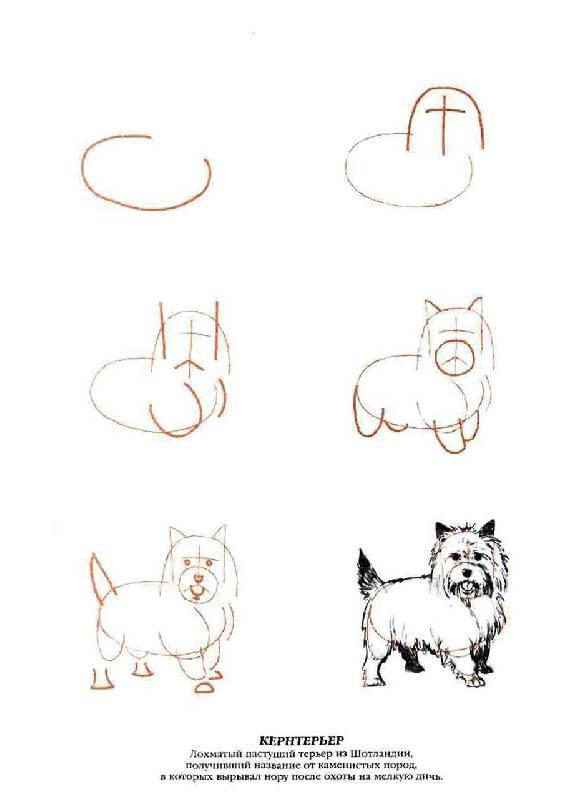 Иллюстрация 16 из 20 для Рисуем 50 собак - Ли Эймис | Лабиринт - книги. Источник: Юта