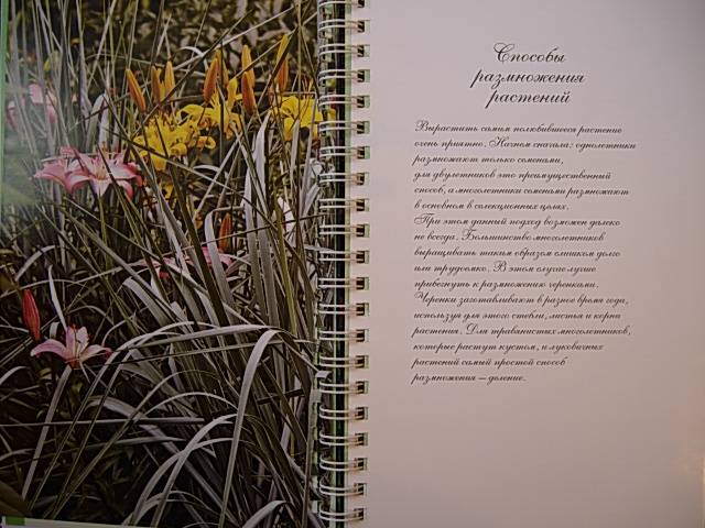 Иллюстрация 15 из 19 для Миллион цветов на вашем участке - Князева, Князева | Лабиринт - книги. Источник: Читательница.