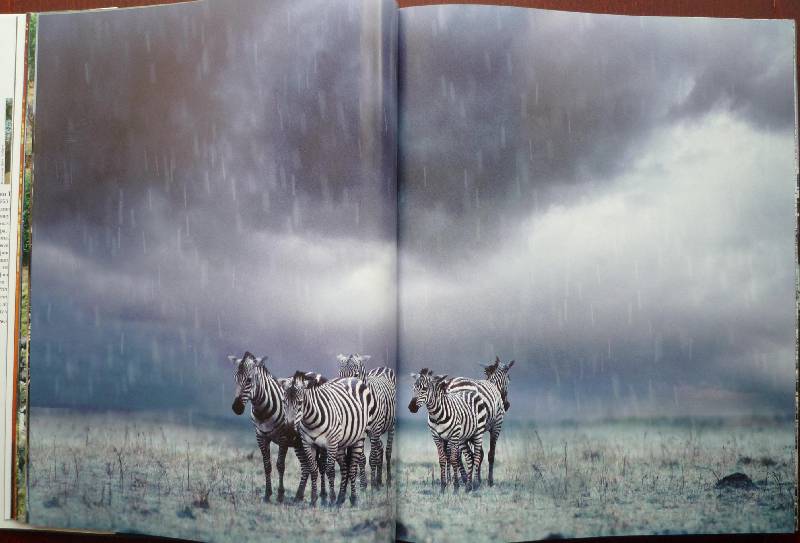 Иллюстрация 37 из 64 для Животные. Живая природа глазами фотографа - Стив Блум | Лабиринт - книги. Источник: Igra