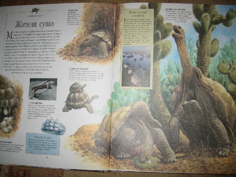 Иллюстрация 7 из 15 для Большая детская энциклопедия животных от Тины Канделаки | Лабиринт - книги. Источник: Jazz