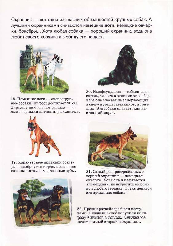 Иллюстрация 9 из 15 для Собаки - А. Бугаев | Лабиринт - книги. Источник: Р.  Светлана