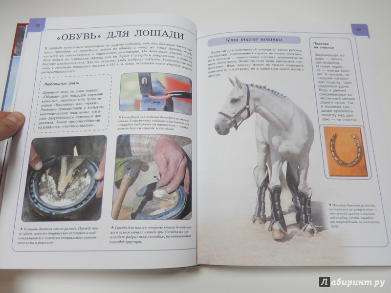 Иллюстрация 5 из 6 для Лошади и пони - Анна Ламбина | Лабиринт - книги. Источник: dbyyb