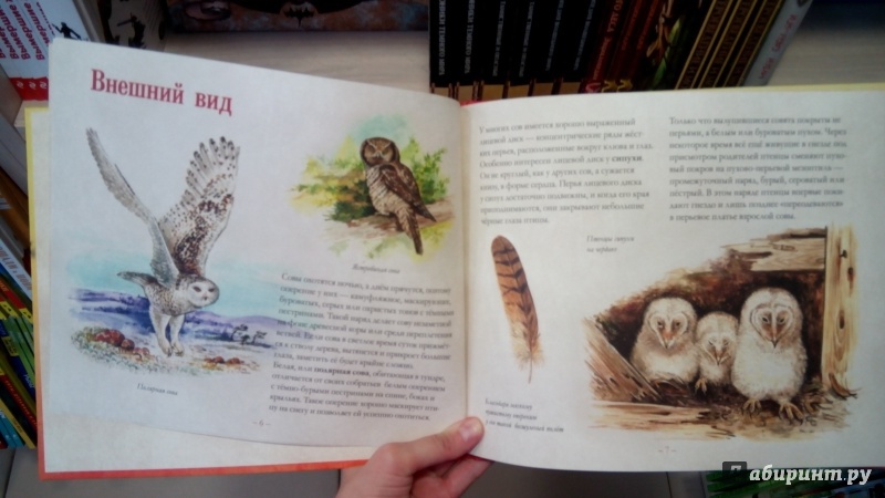 Иллюстрация 7 из 11 для Небольшая книга о совах - Владимир Бабенко | Лабиринт - книги. Источник: Мила