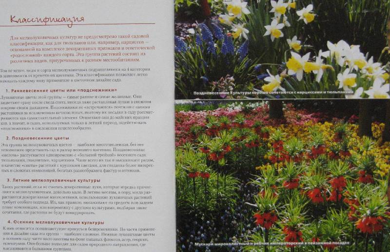 Иллюстрация 2 из 10 для Крокусы, нарциссы и другие мелколуковичные цветы - Юлия Попова | Лабиринт - книги. Источник: Флоренция