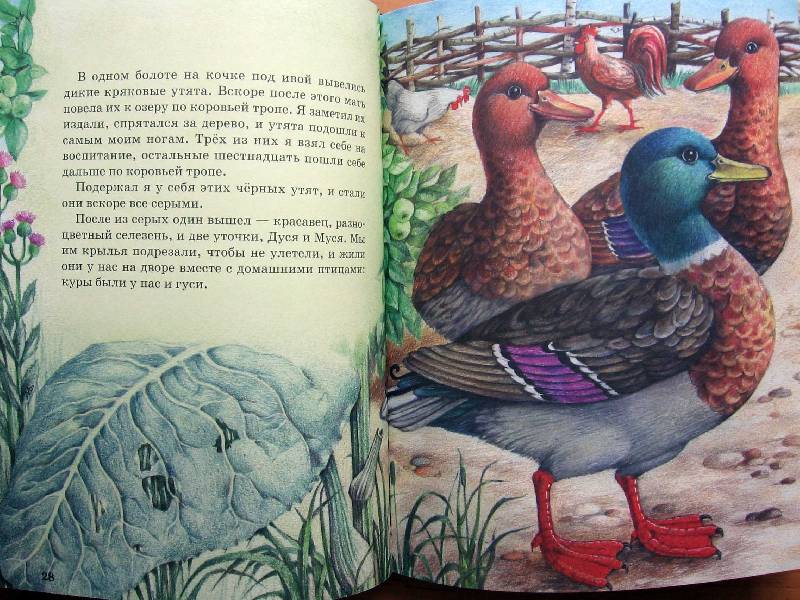 Иллюстрация 23 из 47 для Рассказы о животных - Михаил Пришвин | Лабиринт - книги. Источник: Red cat ;)