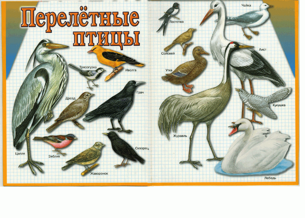 Иллюстрация 3 из 10 для Перелетные птицы. Демонстрационный материал для фронтальных занятий | Лабиринт - книги. Источник: РИВА